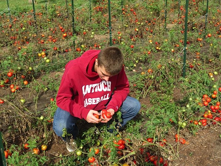 Photo by Taylor Brandon
ACHS senior Sam Smithson picks a luscious Tomatoe.