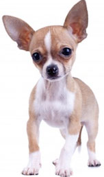 Deaf Puppy Learns Sign Language