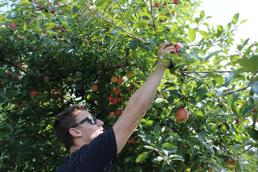 Local Apple Orchards