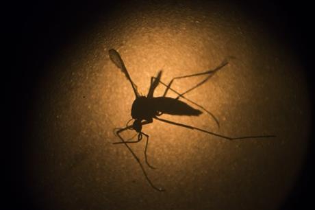 Zika Virus Concerns Global Health Officials