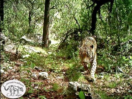 Jaguar Fights Extinction