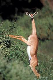 Gerenuk feasting on some vegetation.