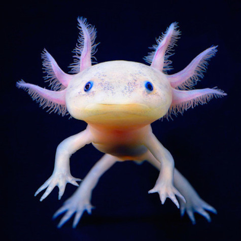 The axolotl floats in the lake.