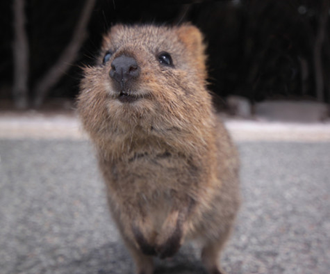 A quokka with a big smile on his face.