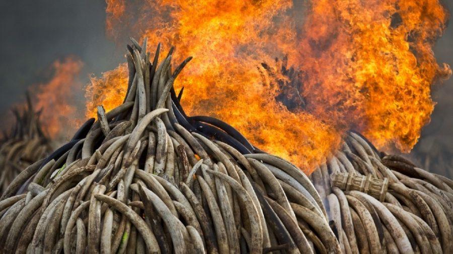 Two pyres of ivory burn in Kenya on Saturday.