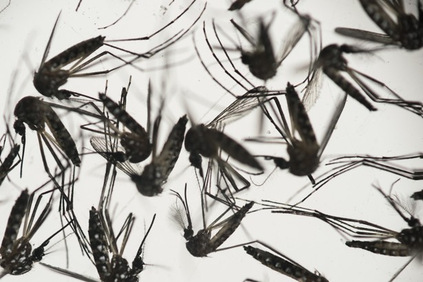 In this Wednesday, Jan. 27, 2016 photo, Aedes aegypti mosquitoes sit in a petri dish at the Fiocruz institute in Recife, Pernambuco state, Brazil. The mosquito is a vector for the proliferation of the Zika virus spreading throughout Latin America. New figures from Brazils Health Ministry show that the Zika virus outbreak has not caused as many confirmed cases of a rare brain defect as first feared. (AP Photo/Felipe Dana)