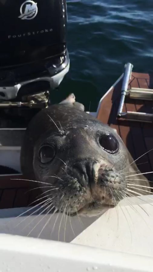 Seals Have Feelings Too!