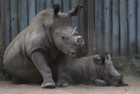 The Impact of Rhino Extinction