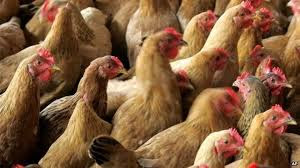 Birds are one of the main contributors to the Bird Flu sickness that is taking hold of dozens in China.
