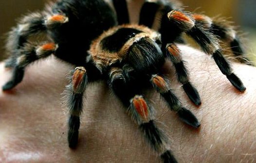 A man plays with a tarantula spider(Brachypelma Smithi), during a live exotic animal exhibition in the Bulgarian capital Sofia, Saturday, May, 19, 2007. (AP Photo/Petar Petrov)