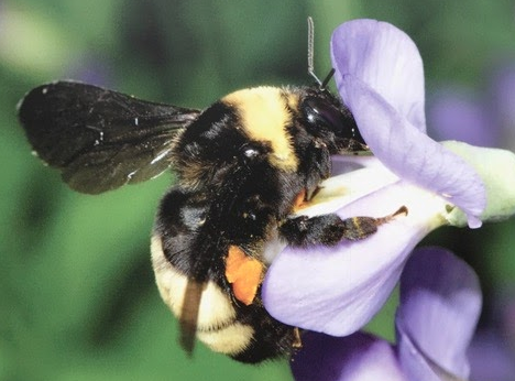 On The Endangered List: Bye, Bye Bumble Bees