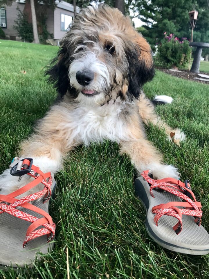 chaco sandals for dogs