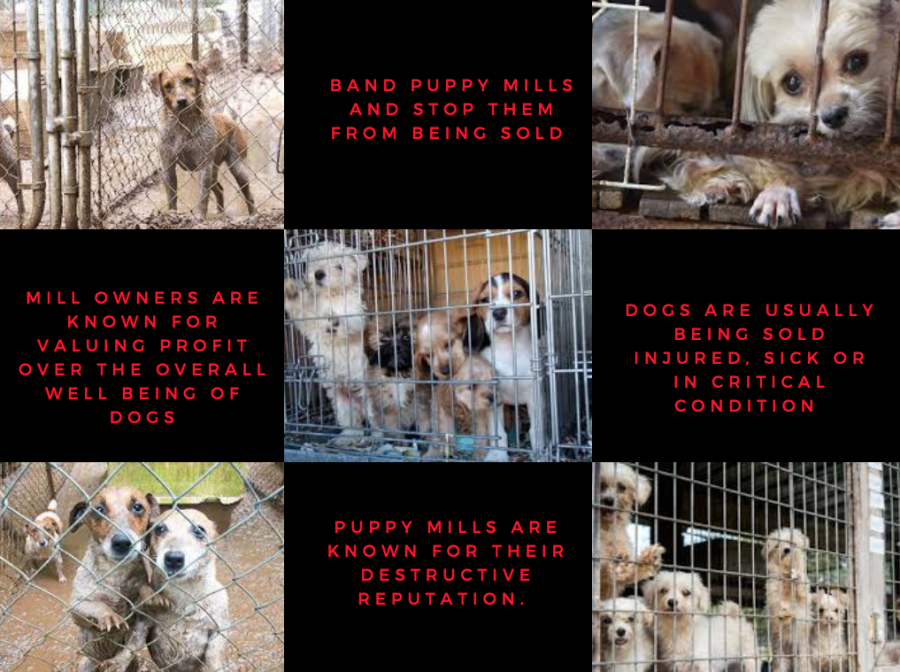 Puppy Mill Crackdown