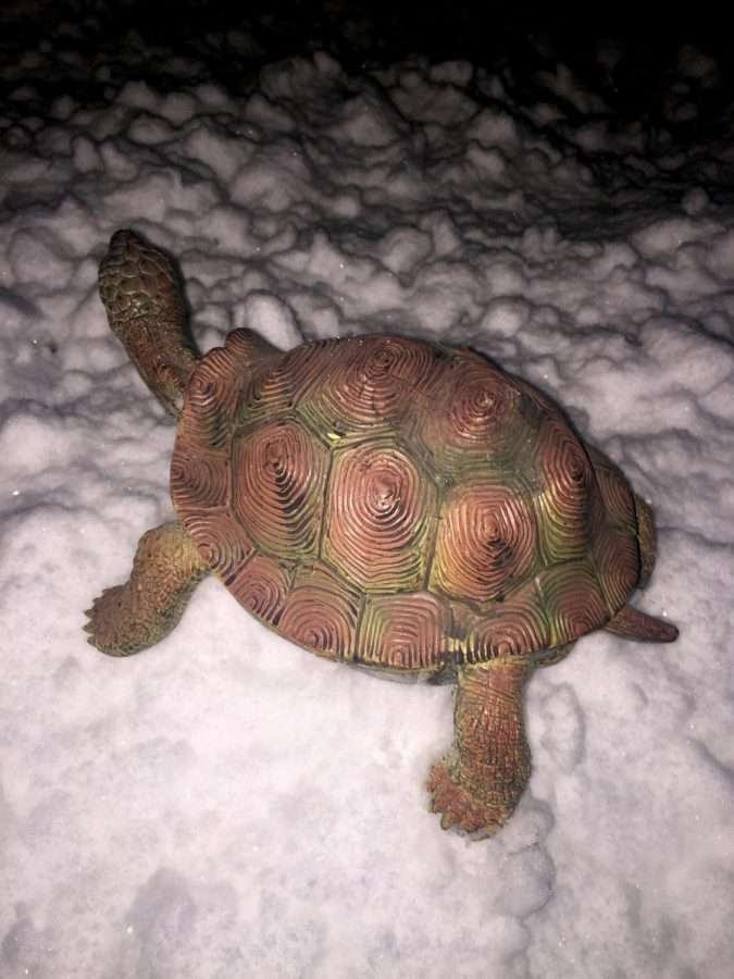 Frozen Sea Turtles Wash Ashore