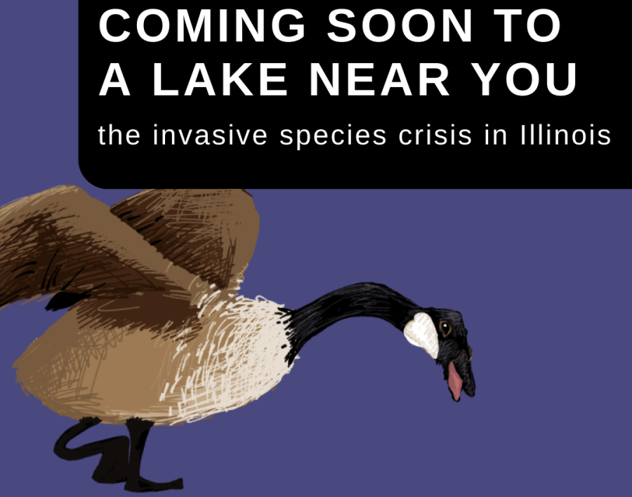 The+number+of+invasive+species+is+rising.
